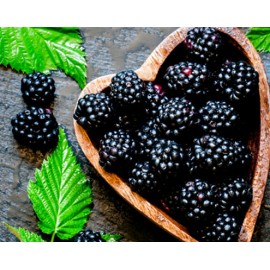 Blackberry